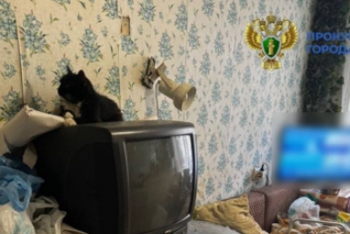 Прокуратура пообещала спасти кошек, проживающих в антисанитарии в квартире в Москве Пресс-служба прокуратуры Москвы