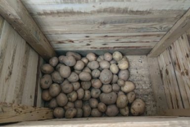 Положила рядом с этим фруктом - и картошка не прорастает до лета: храните так овощ всю осень ИА StolicaMedia