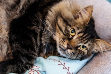 кот, кошка, домашние животные, фонд Умка, защитники животных Евгений Кулешов, ИА PrimaMedia.ru