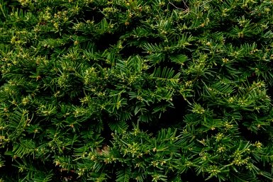 лес Илья Табаченко, ИА PrimaMedia.ru