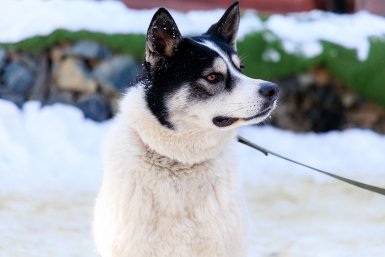Собака, центр УМКА, защитники животных, Евгений  Кулешов, ИА PrimaMedia