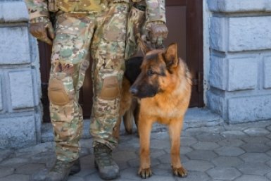 Собака, кинолог, Росгвардия, военный Анны Хвостовой, ИА ChitaMedia