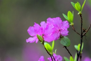 Багульник, весна, цветение багульника, лес, природа, погода Яна Иванова, ИА ChitaMedia